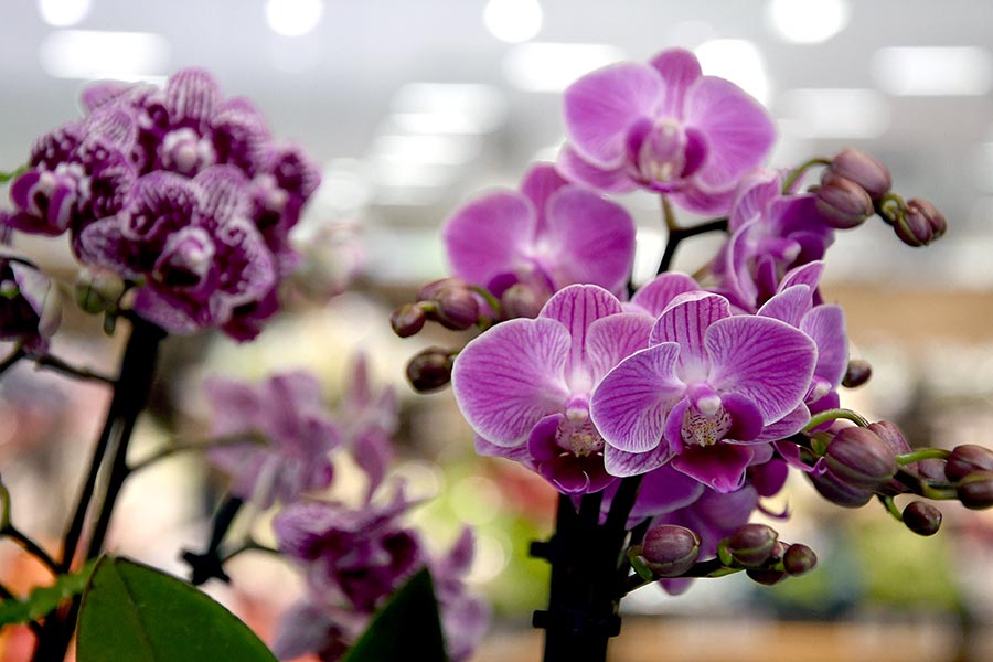 Orchiden